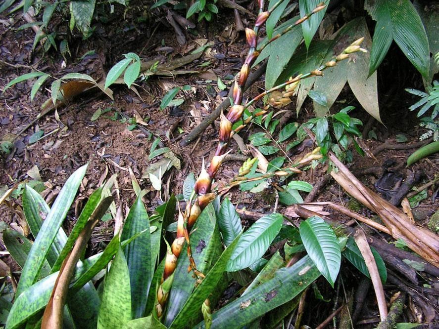 Werauhia kupperiana habit