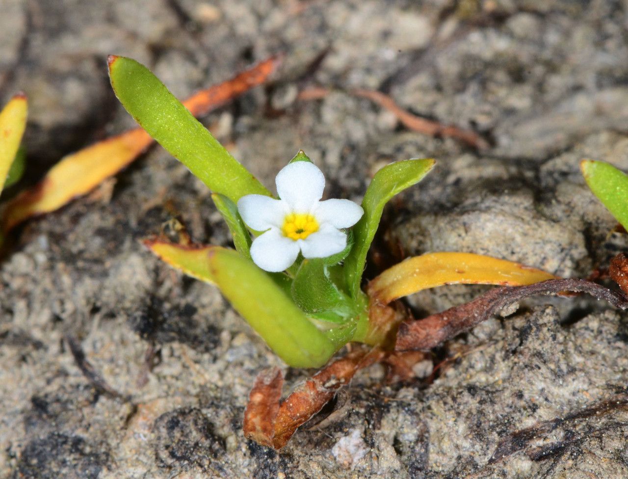 Plagiobothrys bracteatus habit