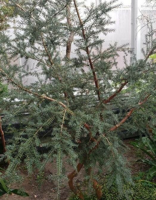 Podocarpus lawrencei habit