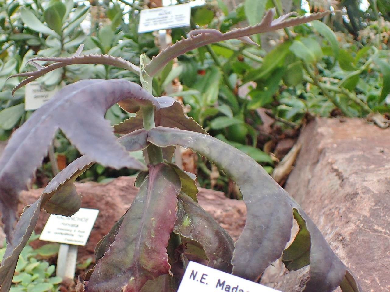 Kalanchoe maromokotrensis habit