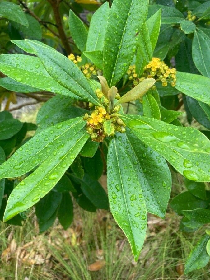 Tristaniopsis laurina flower
