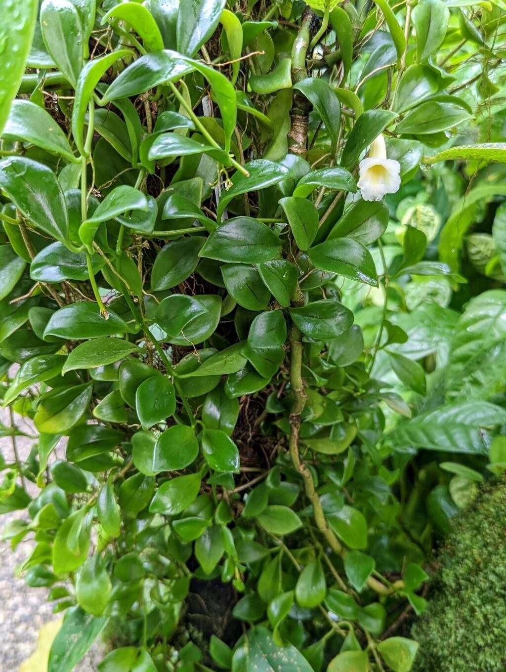 Codonanthe elegans habit
