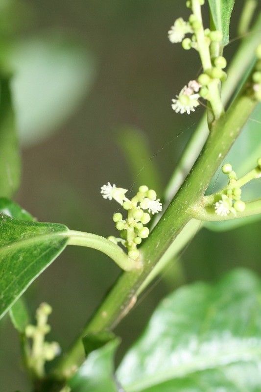 Claoxylon parviflorum flower