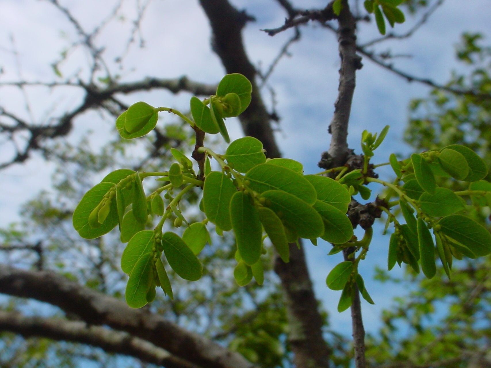Phyllanthus deplanchei other