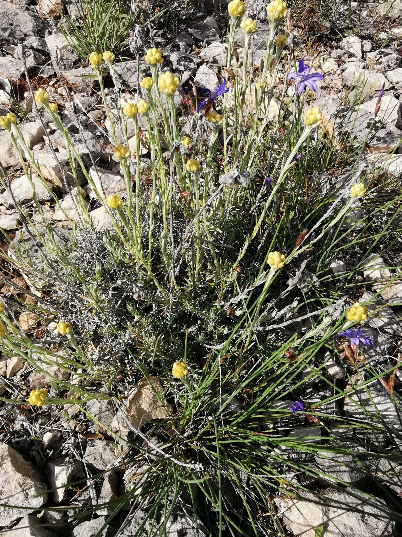 Helichrysum saxatile — search result for 'Helichrysum'