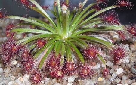 Drosera lanata — search result for 'Drosera'