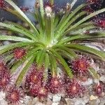 Drosera lanata