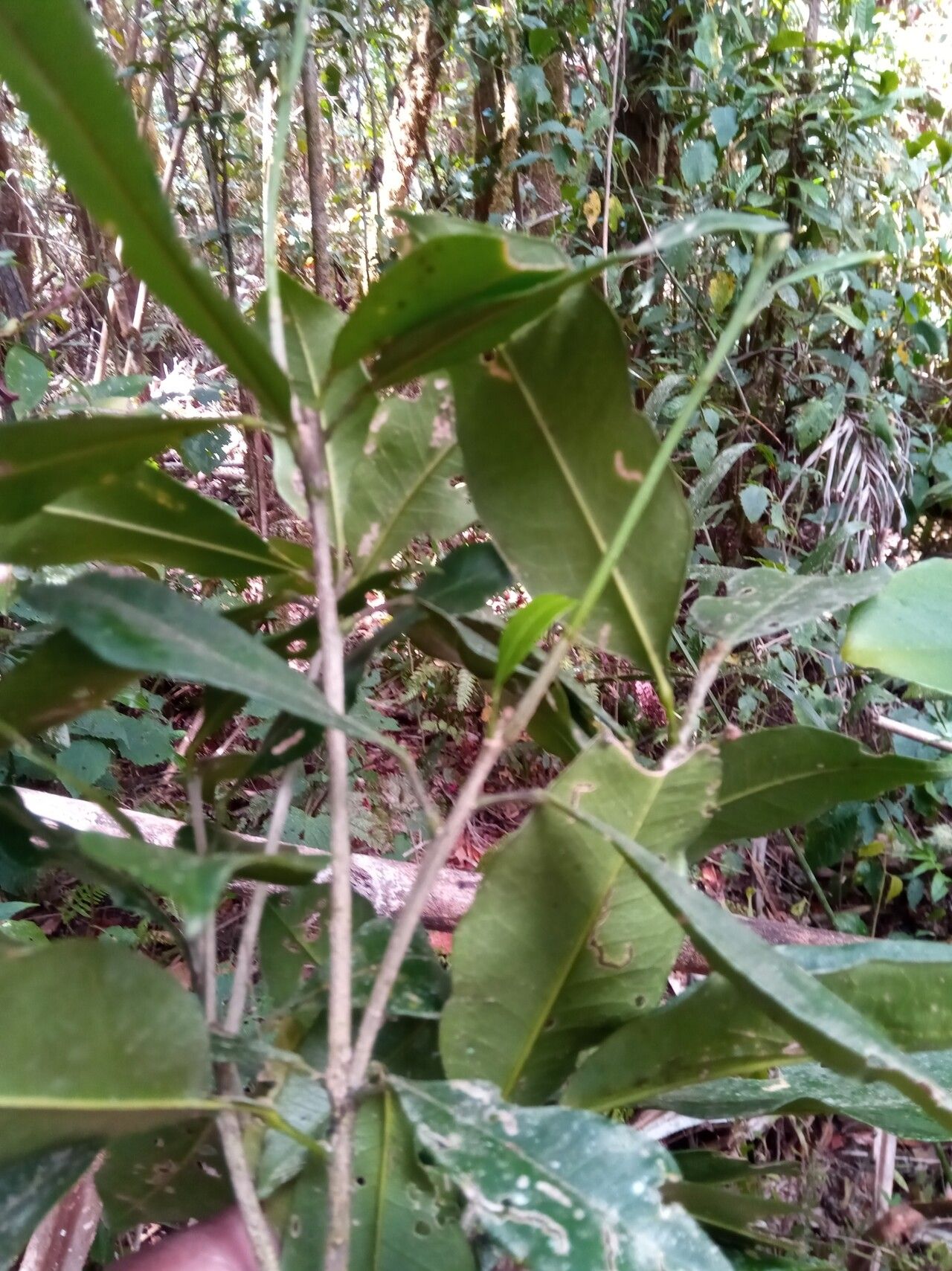 Vepris dicarpella leaf