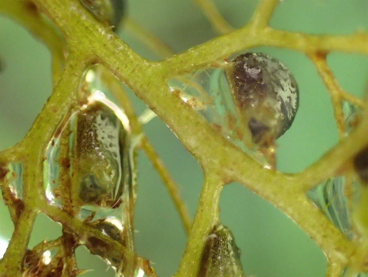 Utricularia australis fruit