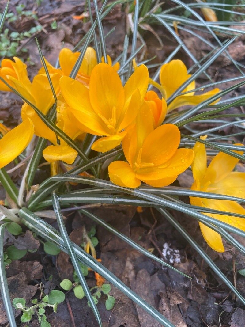 Crocus × luteus flower