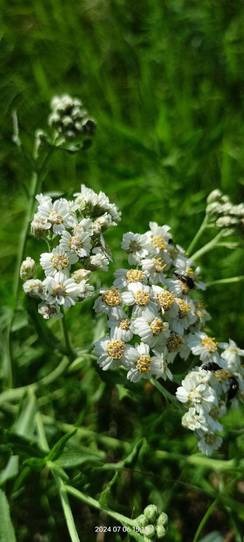 Achillea salicifolia flower