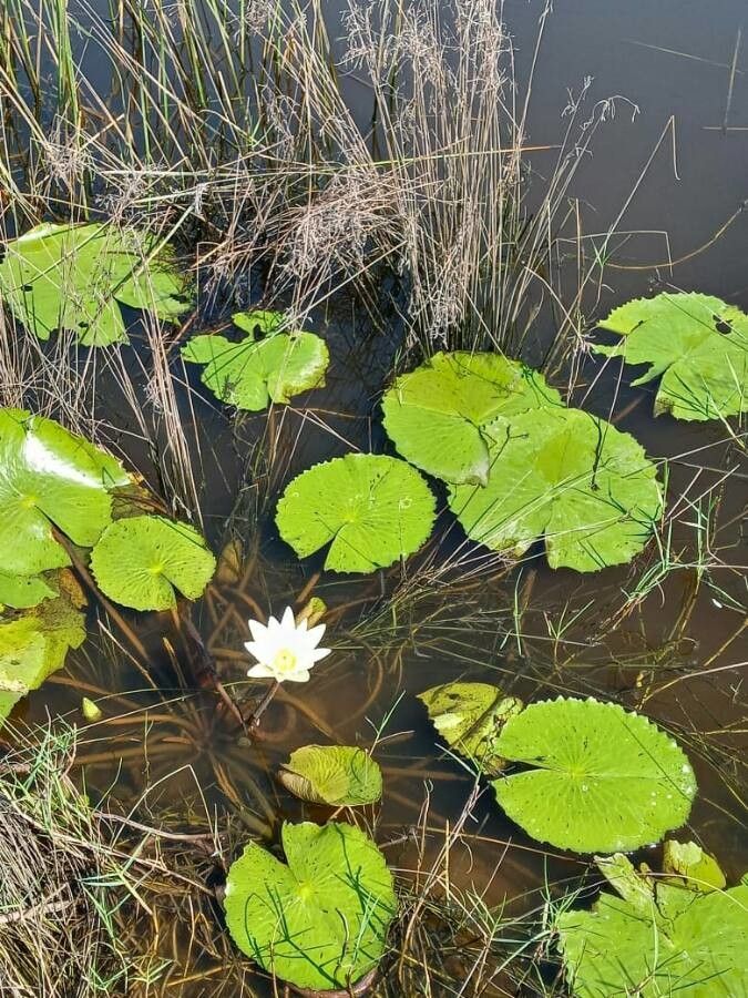 Nymphaea lotus flower