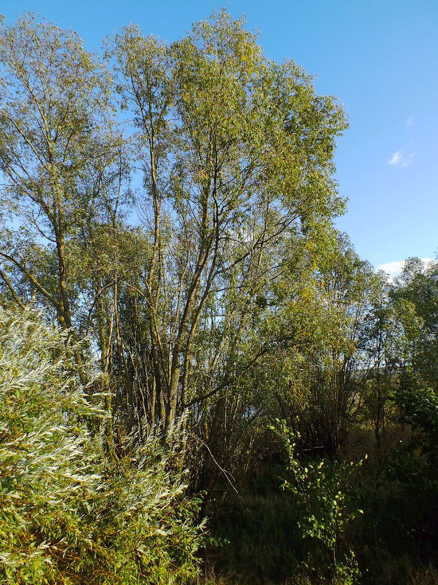 Salix mucronata habit