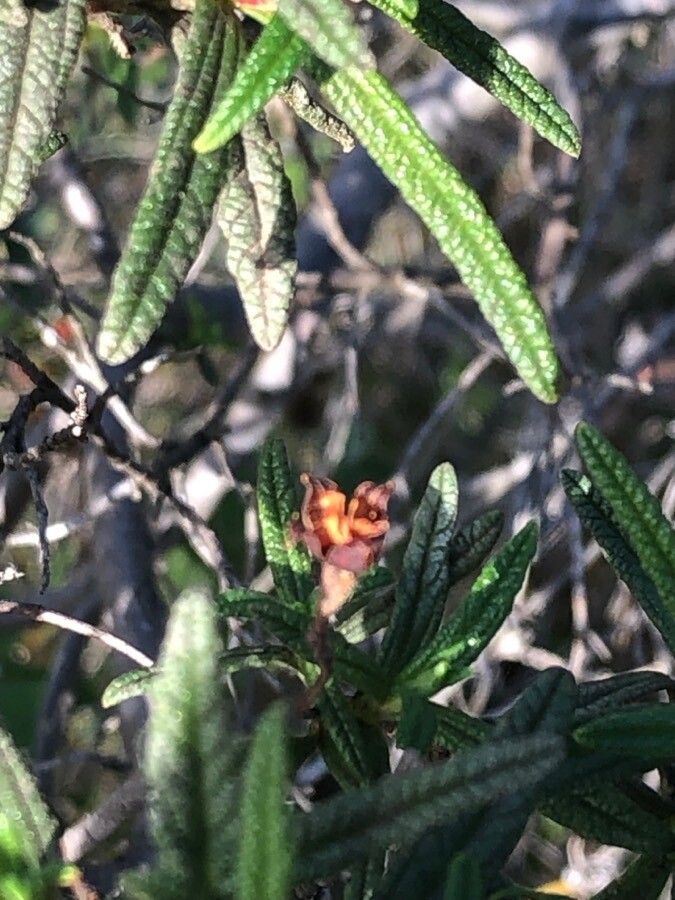 Cistus monspeliensis fruit