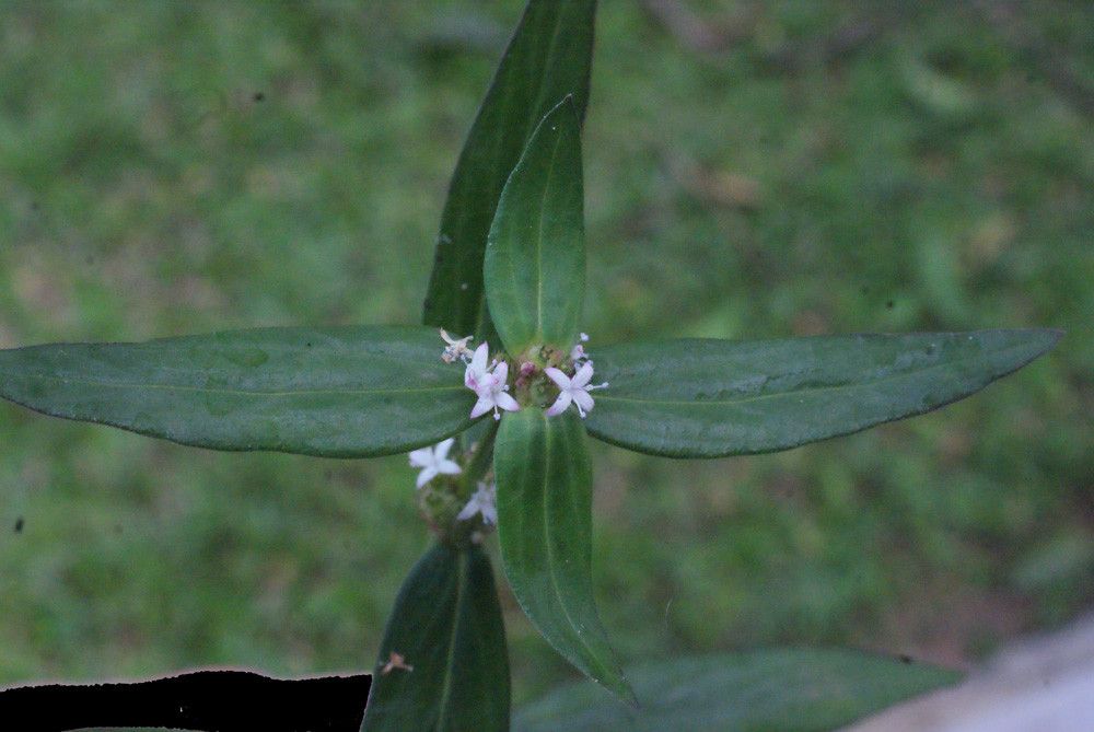 Spermacoce assurgens leaf