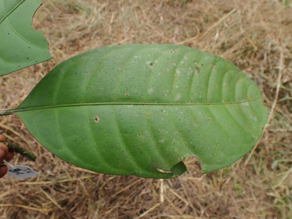 Psychotria calceata — houseplant care guide