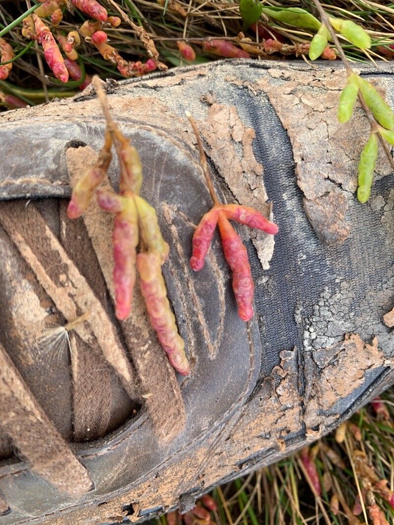 Salicornia appressa fruit