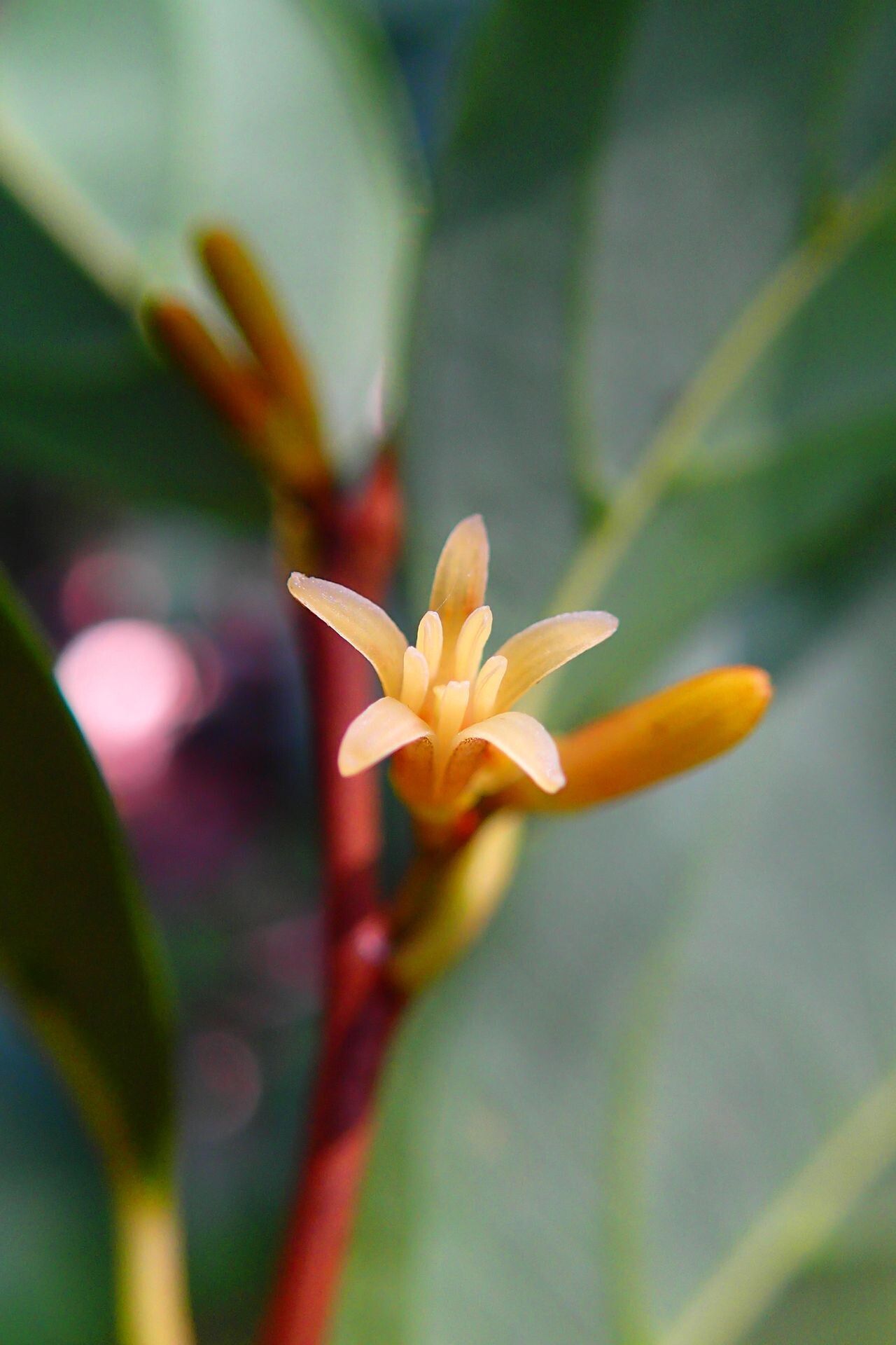 Alangium vitiense flower