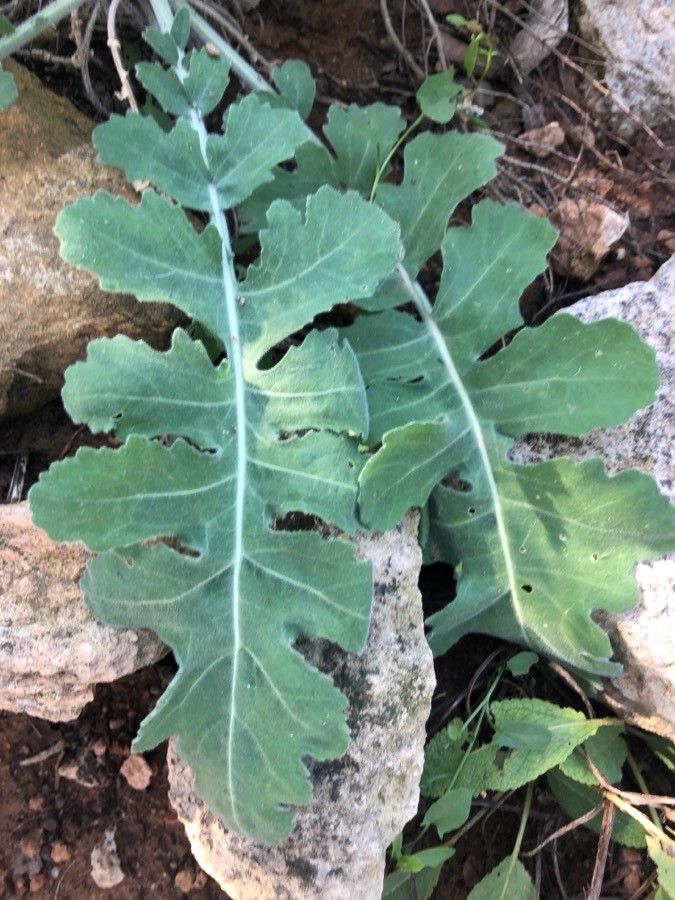 Coincya rupestris leaf