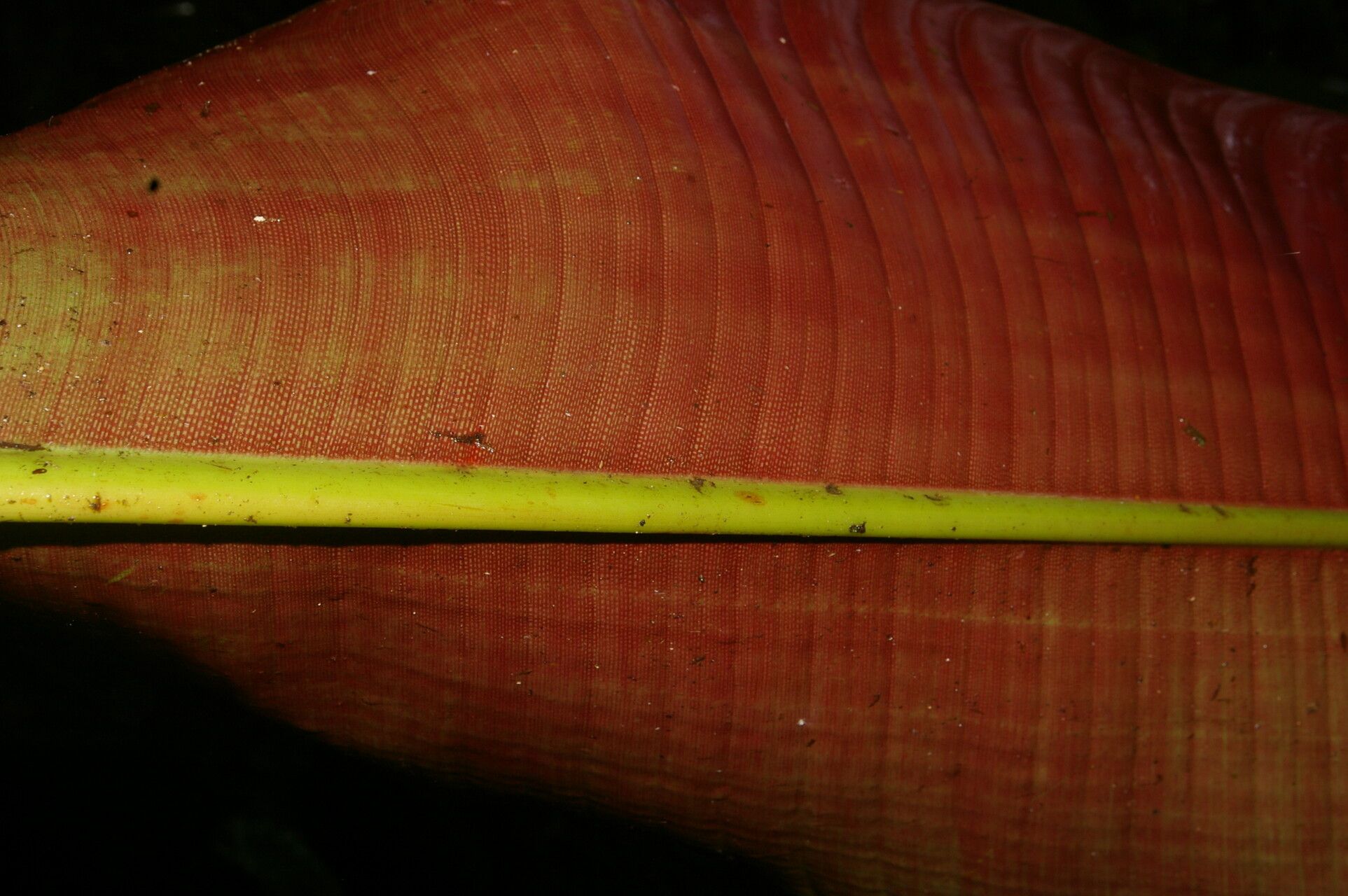 Heliconia reticulata bark