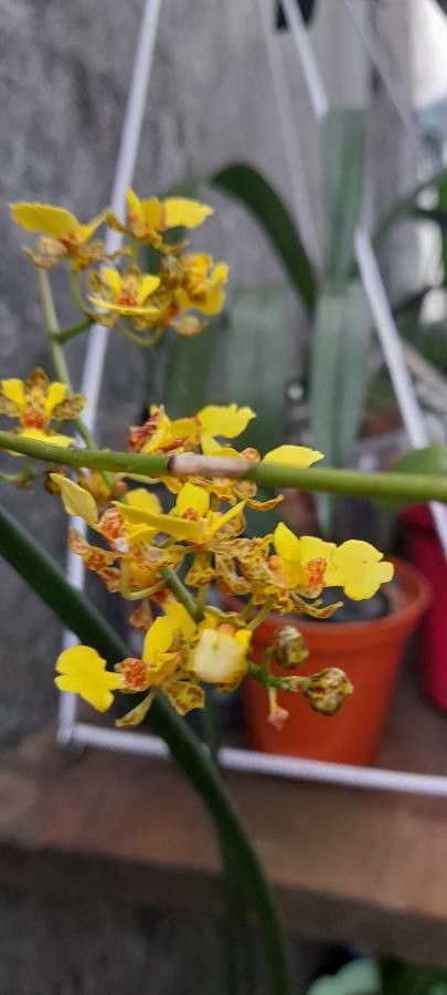 Trichocentrum cebolleta flower