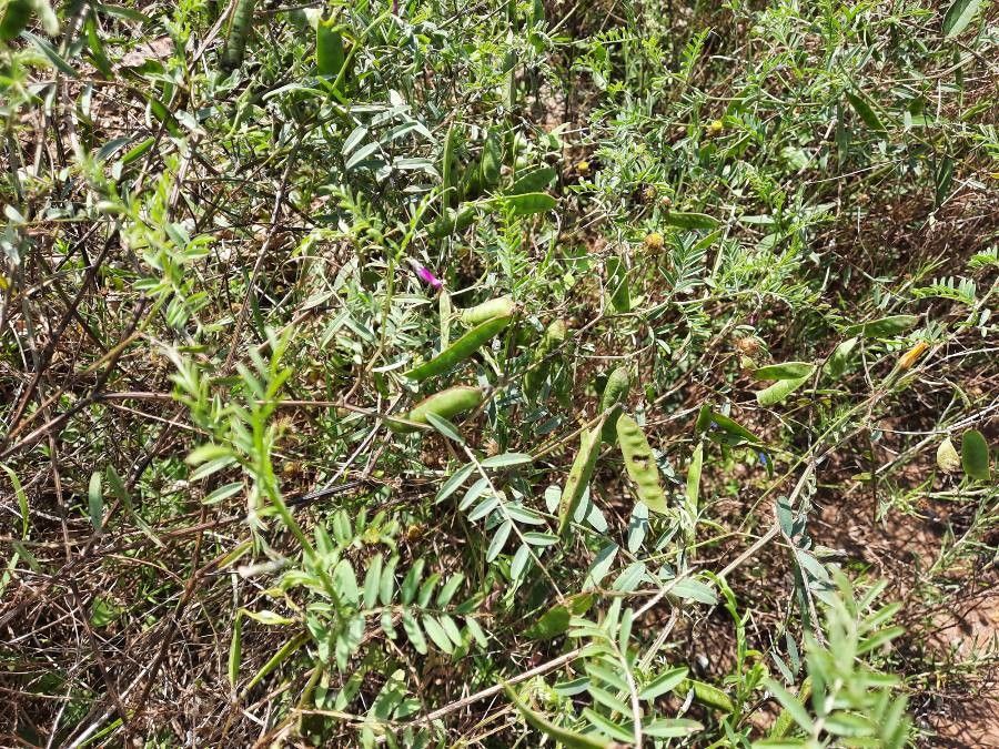 Vicia monantha fruit