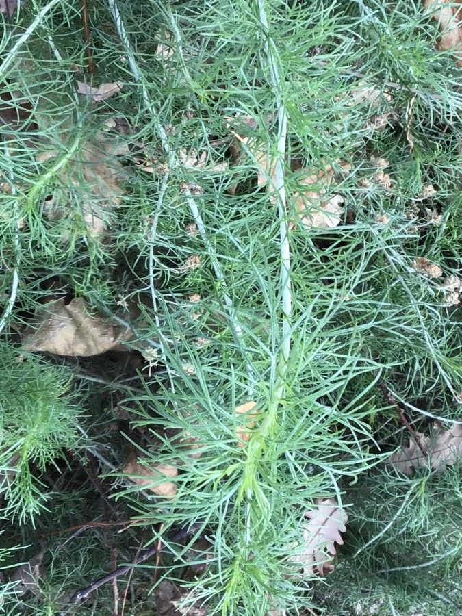 Artemisia californica