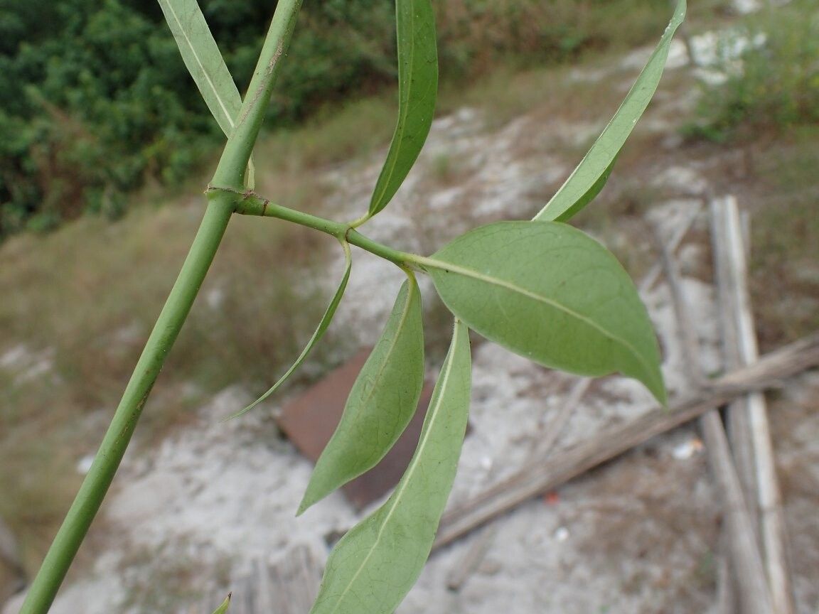 Psychotria ealaensis — houseplant care guide