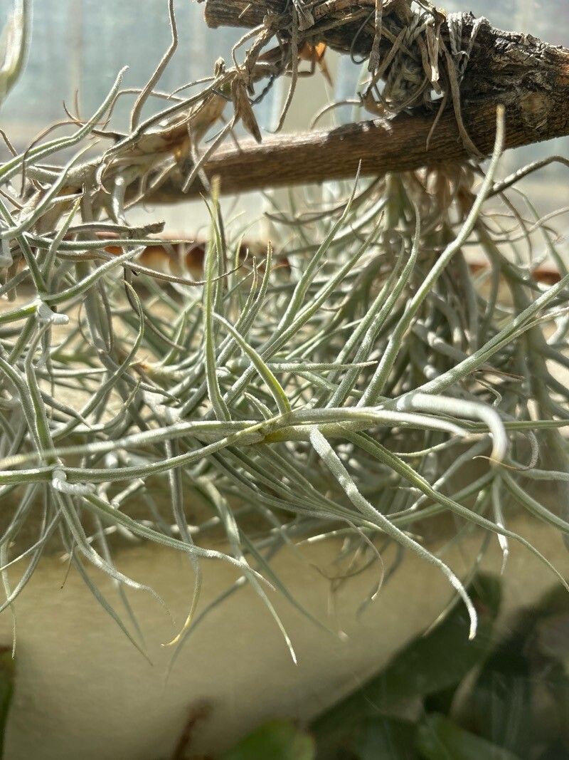 Tillandsia arhiza — houseplant care guide