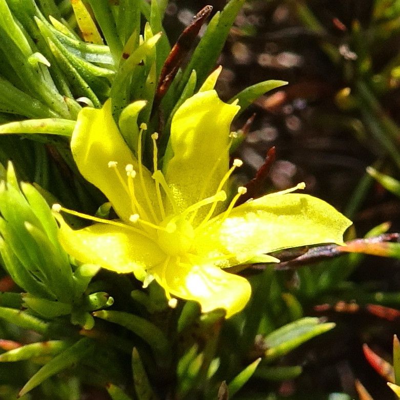 Hypericum juniperinum flower