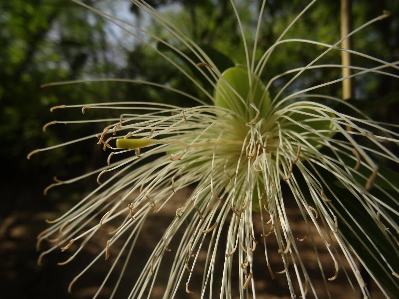 Cynophalla flexuosa fruit
