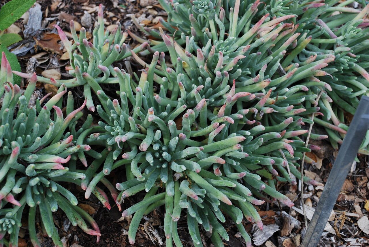 Dudleya virens leaf