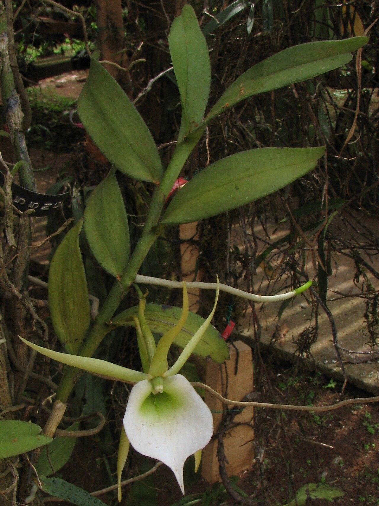 Angraecum birrimense habit