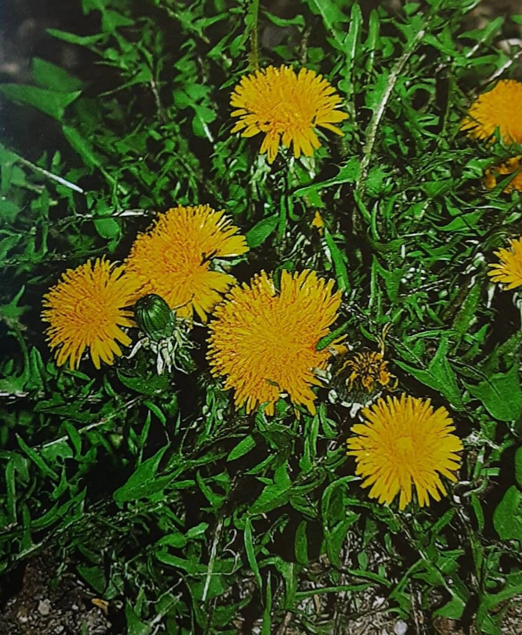 Taraxacum baeckiiforme — search result for 'Taraxacum'