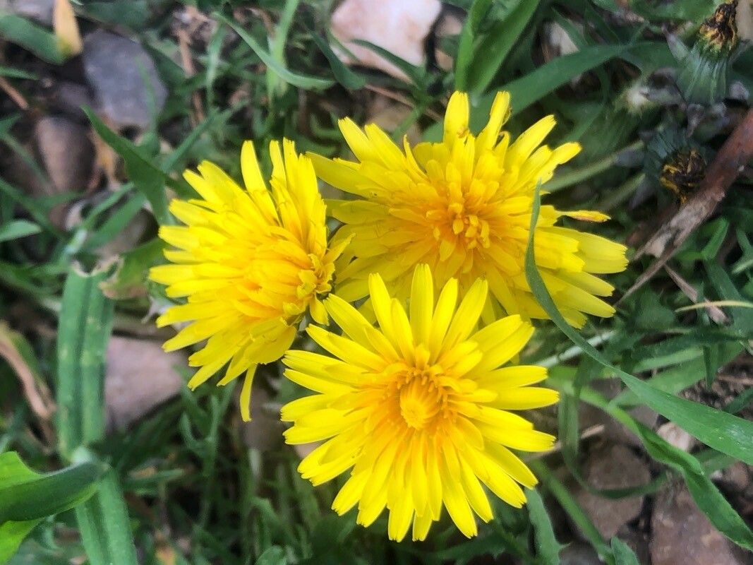 Taraxacum marginellum flower