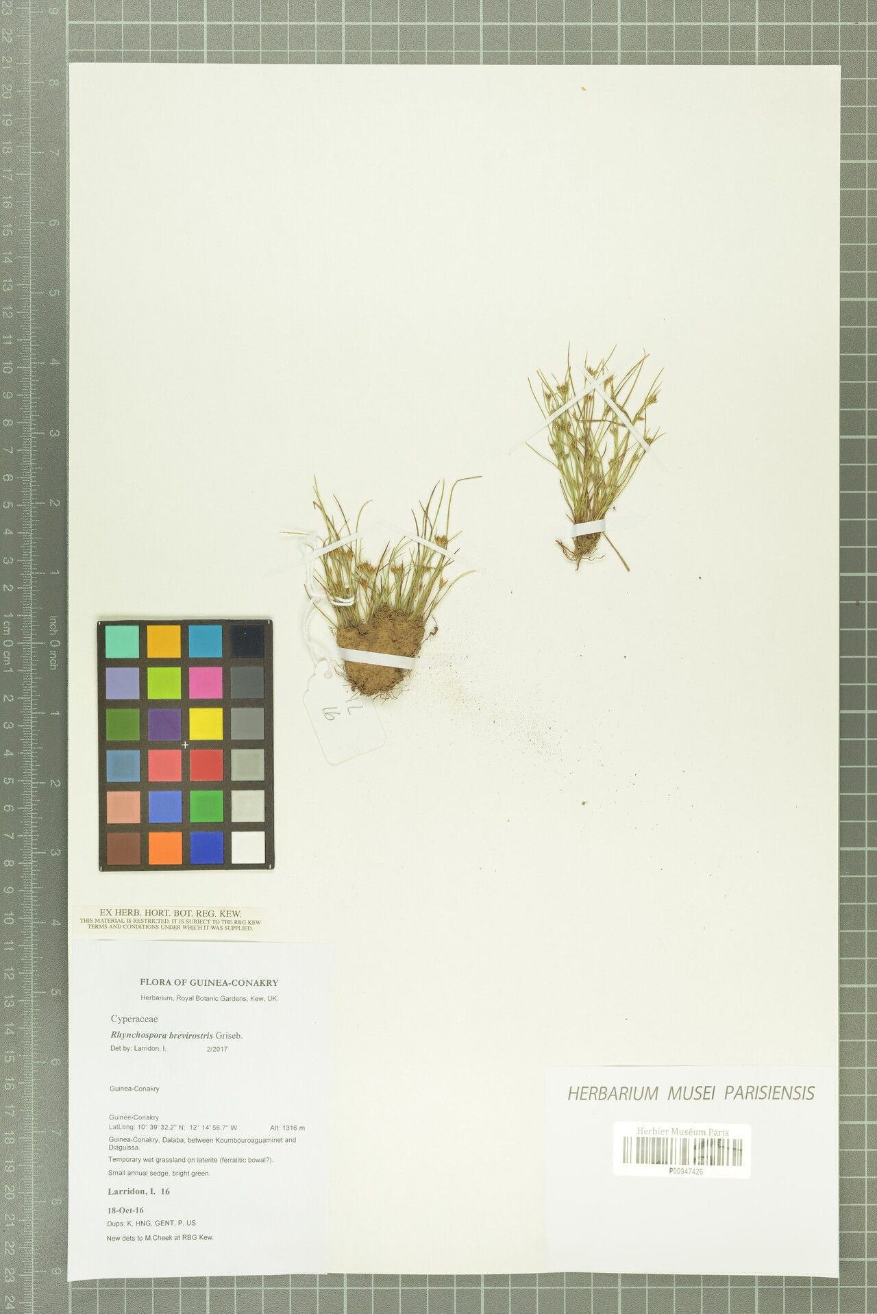 Rhynchospora brevirostris — houseplant care guide