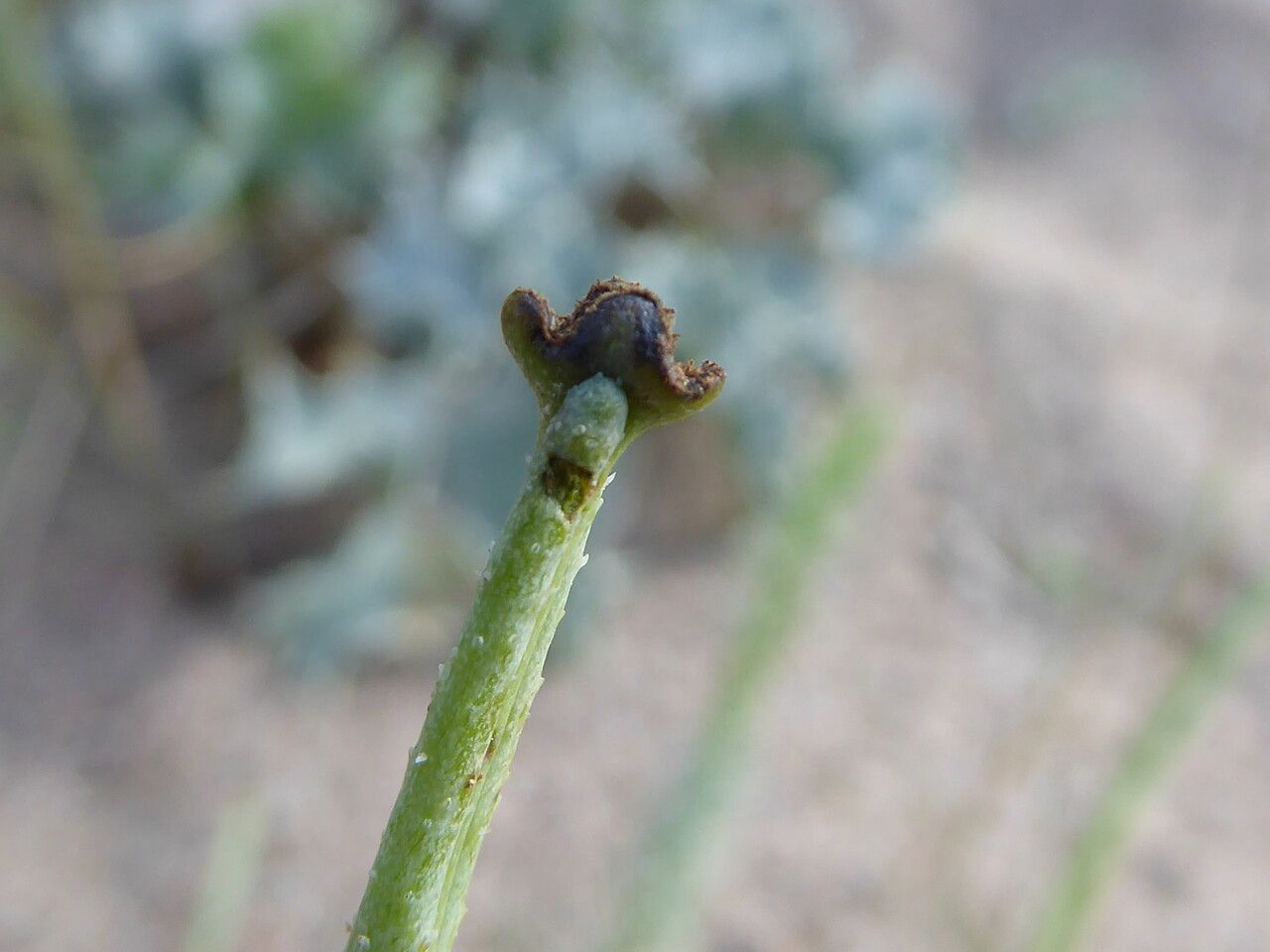Glaucium flavum fruit