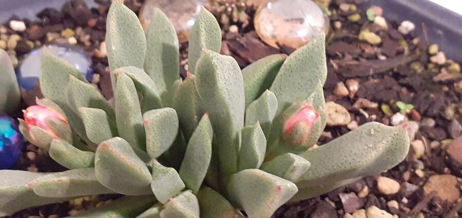Aloinopsis orpenii leaf