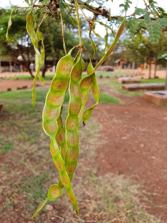 Acacia xanthophloea fruit
