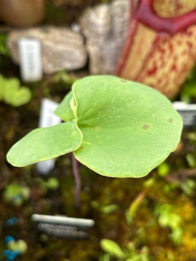 Utricularia nelumbifolia — search result for 'Utricularia'