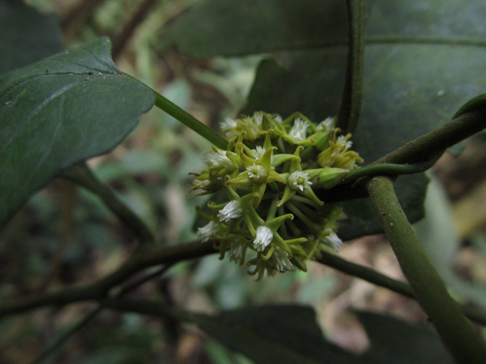 Cynanchum adalinae flower