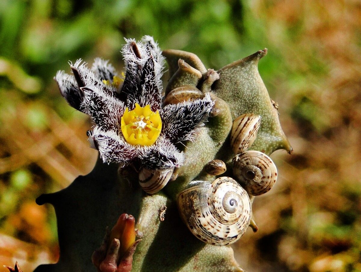 Caralluma burchardii flower