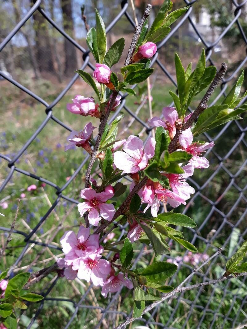 Prunus tenella flower