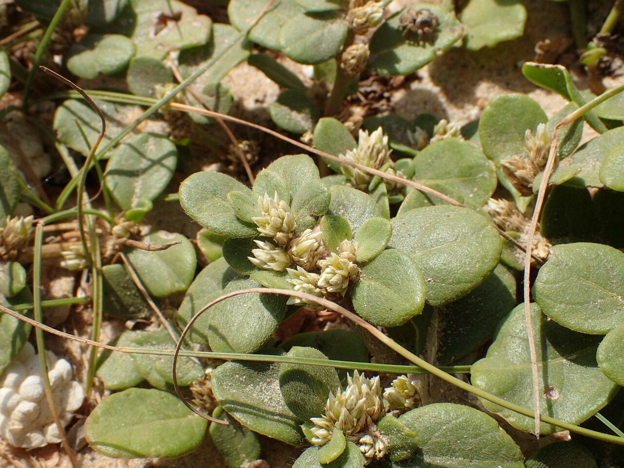 Alternanthera littoralis — search result for 'Alternanthera'