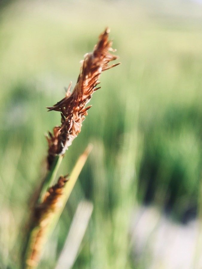 Carex appropinquata flower