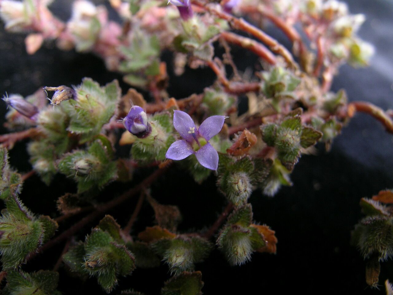 Cyananthus hookeri — related species from the same genus