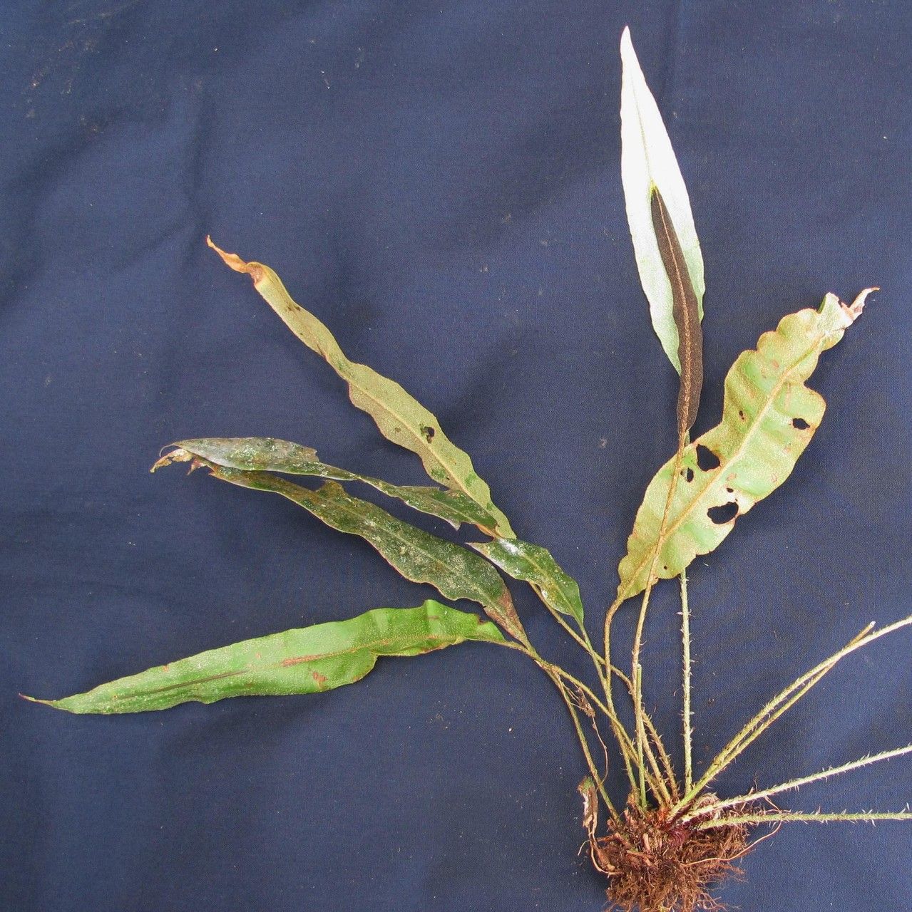 Elaphoglossum brenesii other