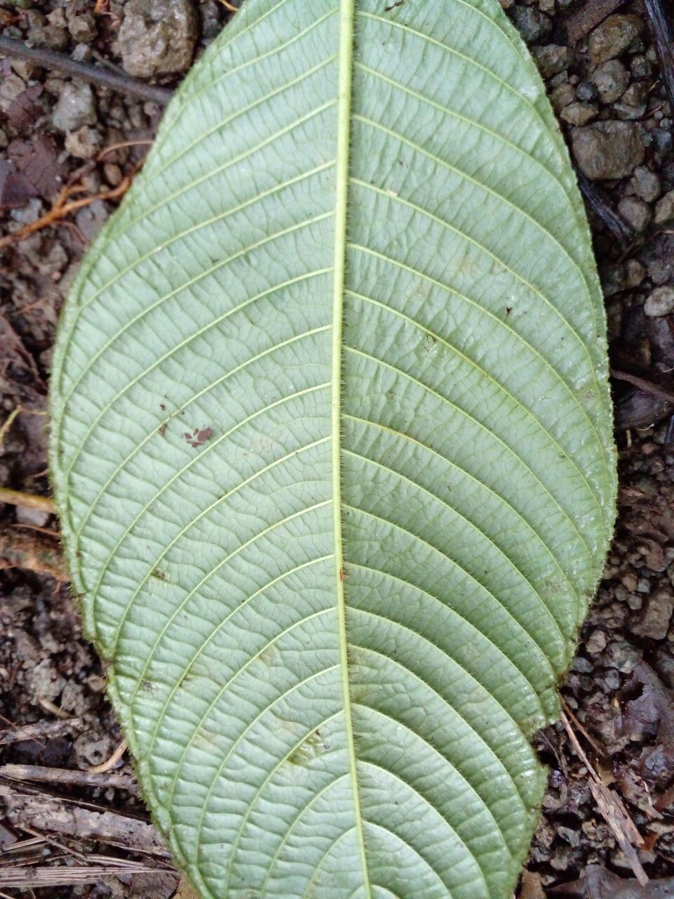 Psychotria pilosa — houseplant care guide