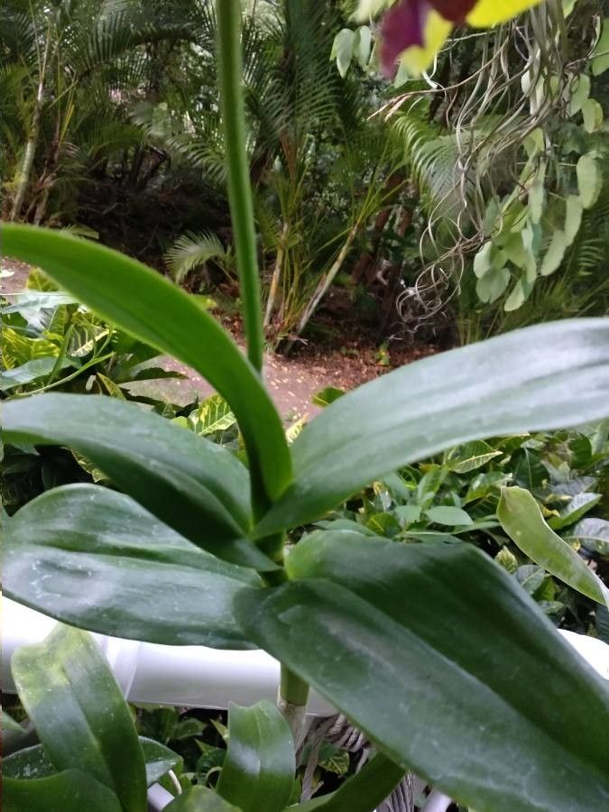 Dendrobium spp. — search result for 'Dendrobium'