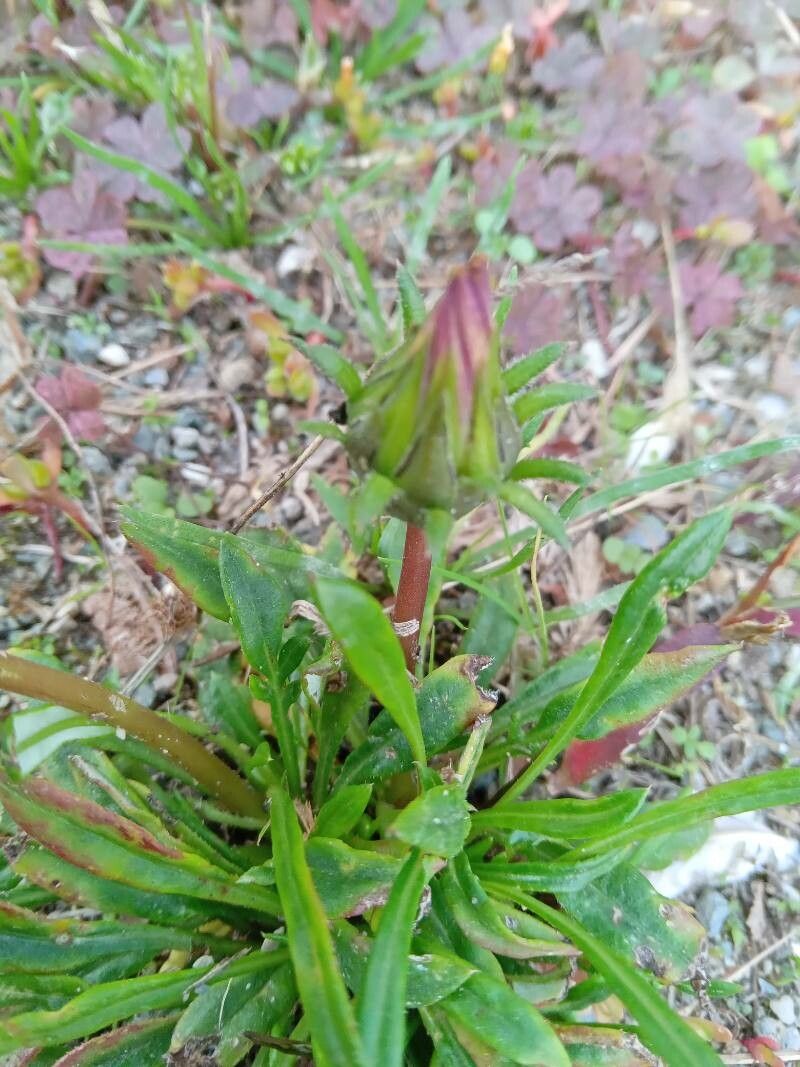 Gazania rigens var. uniflora x linearis — search result for 'Gazania'